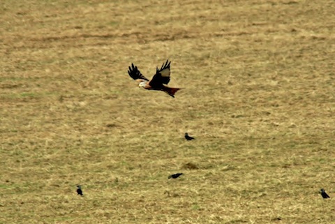 Red kite in flight.