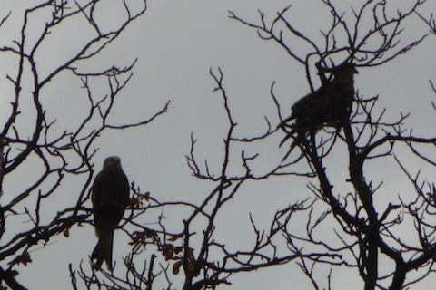 Red kites in silhouette as rain continues to fall.
