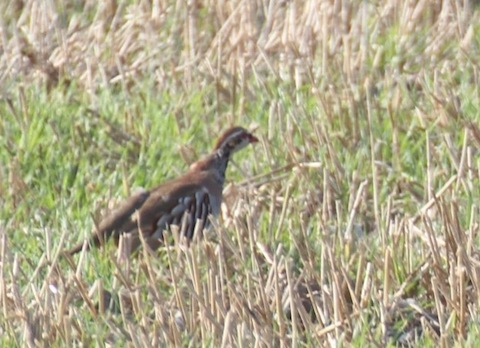 Red-legged partridge.