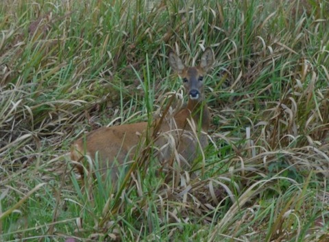 Roe deer at the Riverside Nature Reserve.
