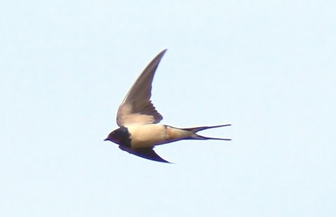 Swallow: last few also migrating south.