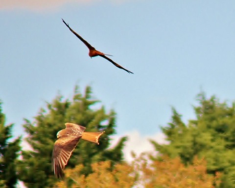 Two red kites gracefully glide over the field.
