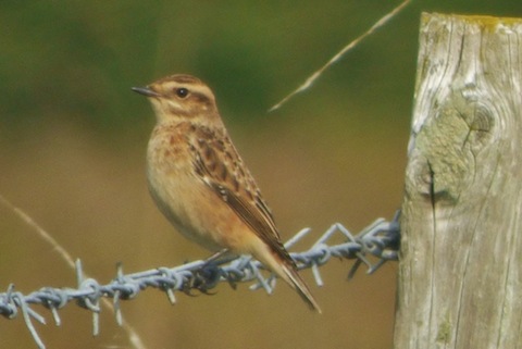 One of four whinchats at Farlington.