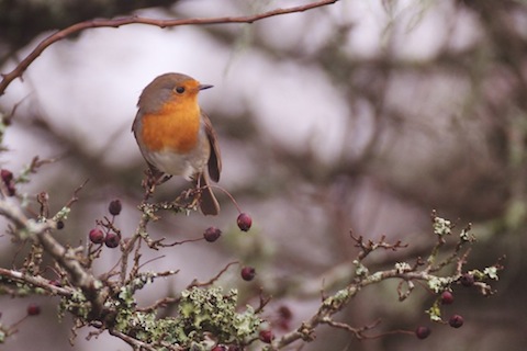 A Cornish robin poses for a picture.