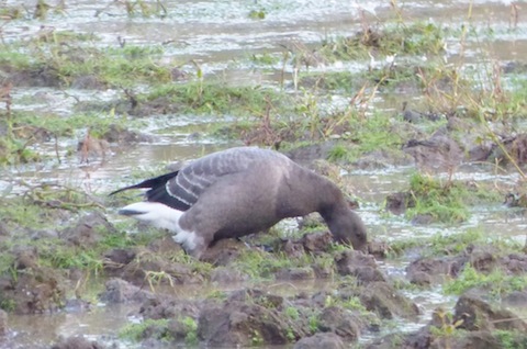 Brent goose has a feed.