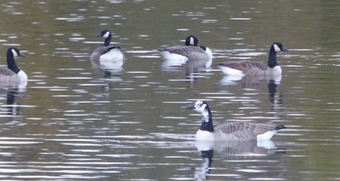Canada geese: can you spot the odd one out?