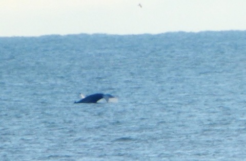 Humpback whale off the Norfolk coast.