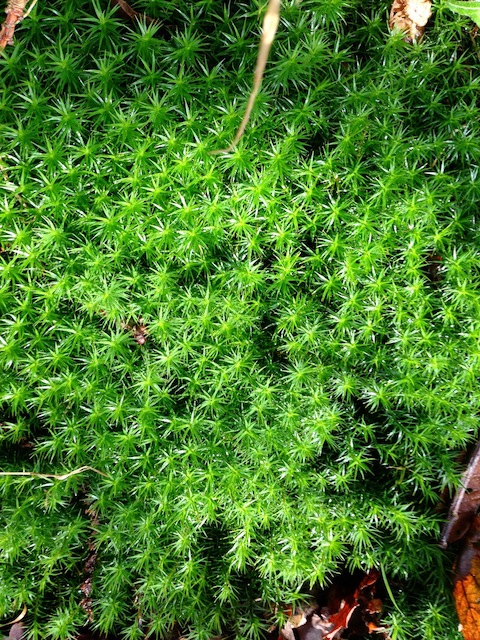 Starry moss.
