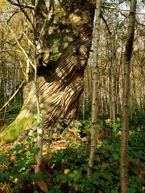 Twisted oak tree.