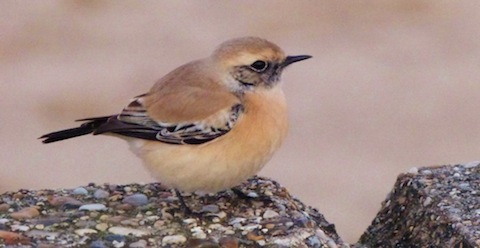 Juvenile male desert wheatear. It is about the size of a robin.
