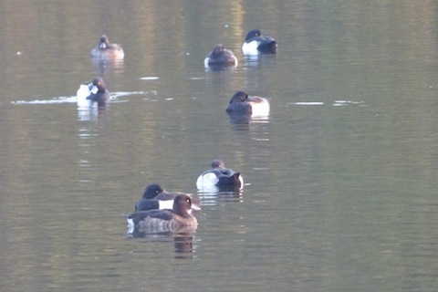 More than 20 tufted duck now on Stoke Lake.