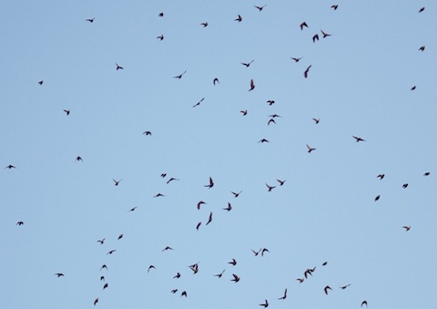 Part of a flock of over 1,000 starling flies up from the sewage works at Slyfield Green.