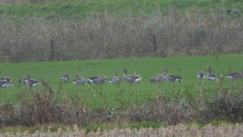 Pink-footed geese in Norfolk.