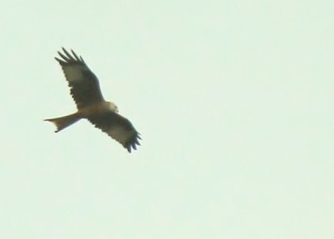 Red kite glides low over Wonersh Park.