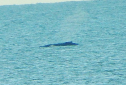 There she blows...! Humpback whale sited off the Norfolk coast.