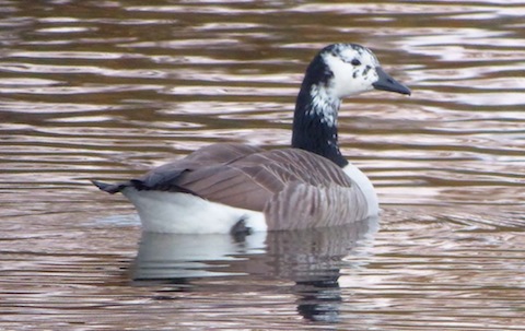 Unusual looking Canada goose on Stoke Lake.
