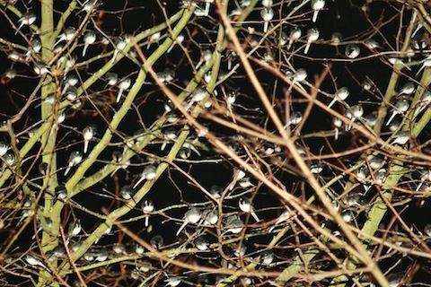 Pied wagtails galore looking like Christmas baubles.