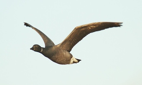 A brent goose flies over.
