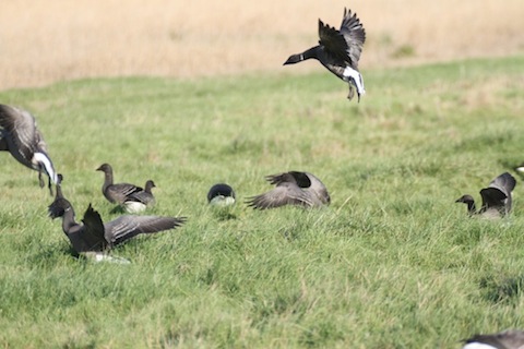 Brent geese wintering at Farlington.