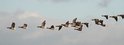 Brent geese wintering at Farlington.