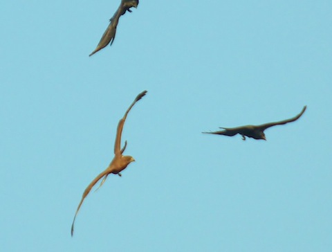 Two crows attack the buzzard.