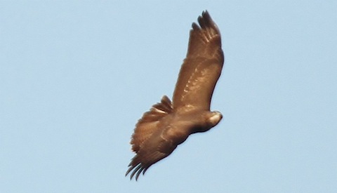 Common buzzard.