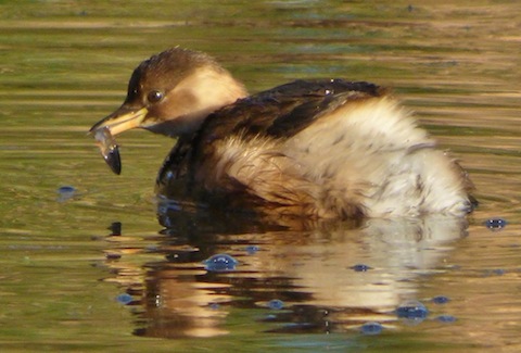 Looks like this dabchick (little grebe) has caught a stickleback.