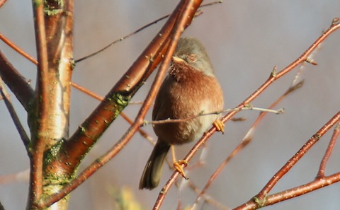 The Darford warbler shows well in the sunlight.
