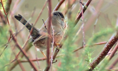 Dartford warbler sings its scratchy call on Thursley Common.