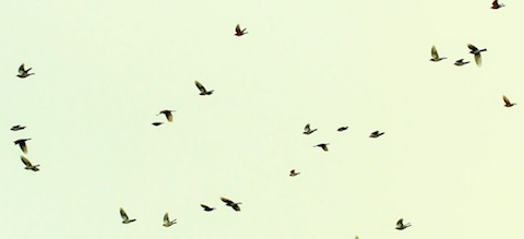 Fieldfares fly over Thursley Common.