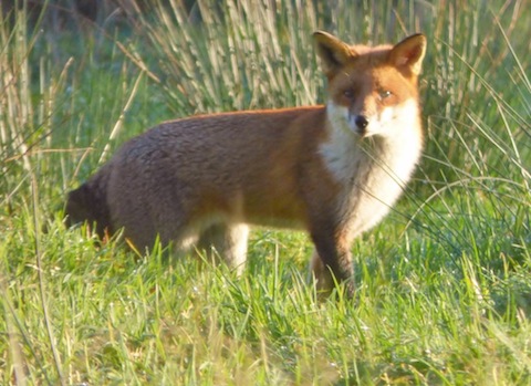 A fox at Wonersh.