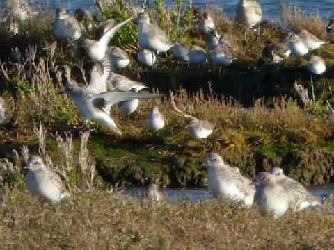 Grey plover now in winter plumage among the various waders wintering at Farlington.