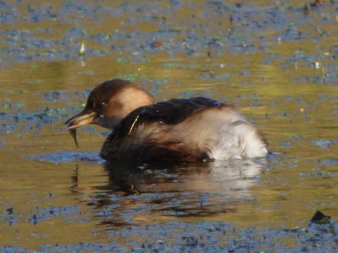 Little grebe, also known as a dabchick, at Shamley Green.