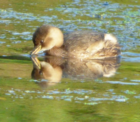 Little grebe (dabchick) now in its winter plumage.