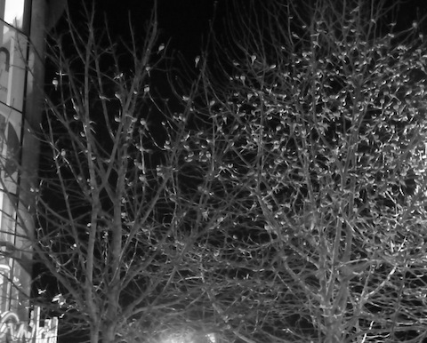 In case you haven't read birdwatcher Malcolm Fincham's latest report, here is another view of a large group of pied wagtails roosting in trees in front of the Frankie & Benny's restaurant in Ladymead.