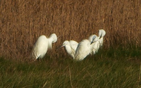 Small gathering of little egrets.