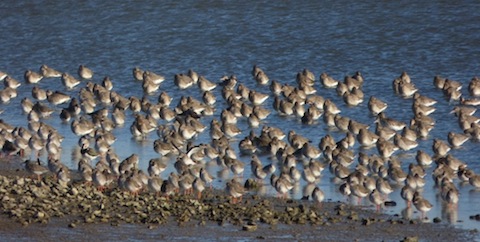 Waders (mainly redshank) gather on the lagoon at Farlington.