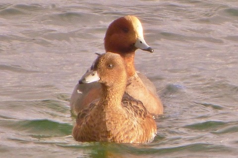 Wigeon at Staines Reservoir.