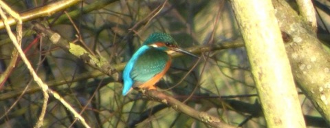 kingfisher still seen at Stoke Lake.