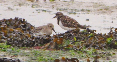 A dunlin (left) and turnstone.