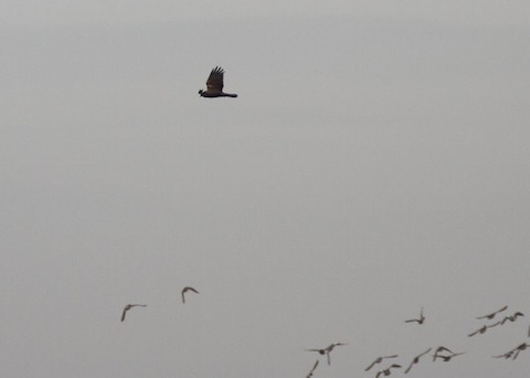 A marsh harrier flies by.