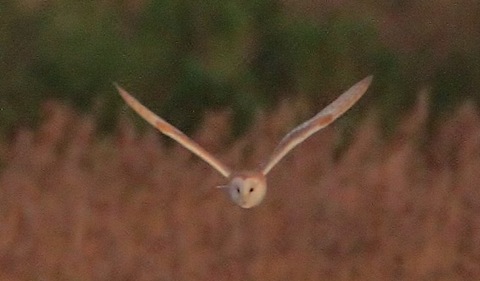 Barn owl on Isle of Sheppey.
