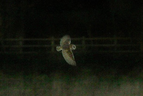 Barn owl at dusk – Bowers Lock.