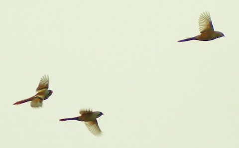 Bearded reedlings (bearded tits) in flight on Isle of Sheppey.