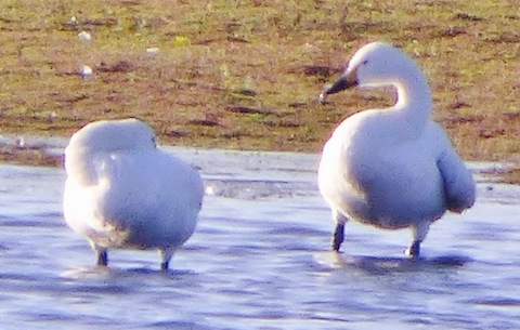 Bewick's swans at Tice's Meadow.