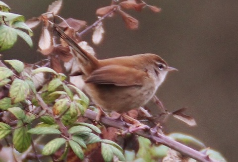 Cetti's warbler at Farlington Marshes.