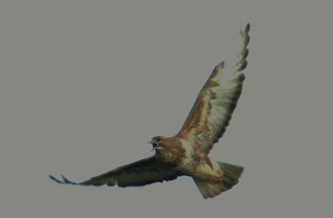 Common buzzard soars overhead at Farlington.