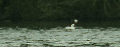 Distant record shot of a smew on lake in Wraysbury.
