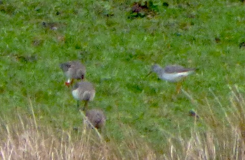 Distant shot of greater yellowlegs (right of the black-tailed godwits). It's the one with the yellow legs!