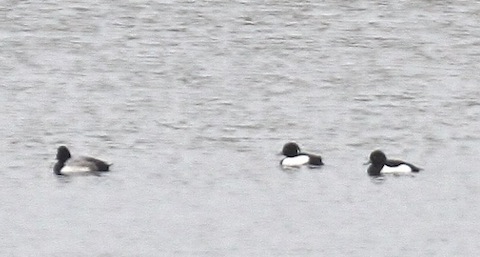 Drake scaup (left) followed by two tufted duck at Staines Reservoir.